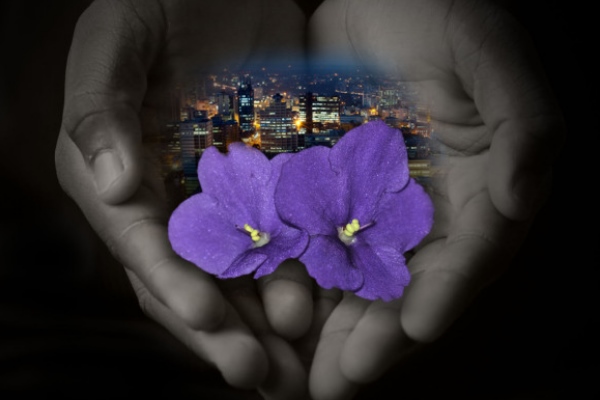 The album cover of Cedric Muhammad's 'My African Violet'.
